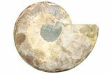 Cut & Polished Ammonite Fossil (Half) - Crystal Pockets #233654-1